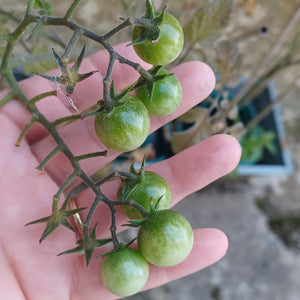 Green Tomato Inspiration w Langdon Garden