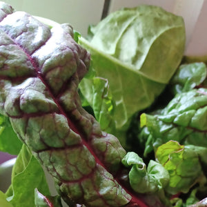 Let's Talk About Chard Baby - May, Eat The Seasons