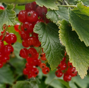 Pickle Your Redcurrants - Kitchen Mojo